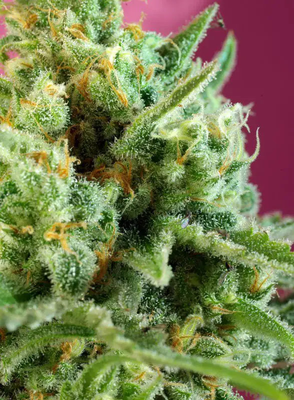 S.A.D. Sweet Afgani Delicious CBD