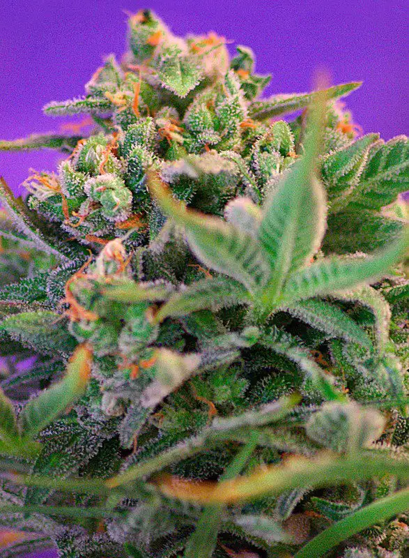 Sweet Cheese