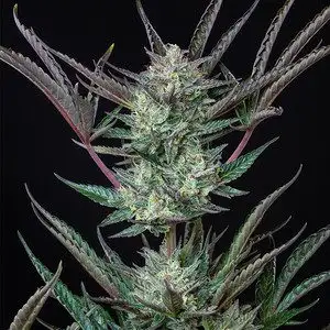 Purple Punch Automatic