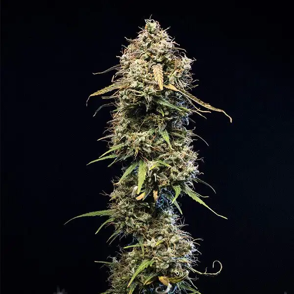 Haze Berry Automatic