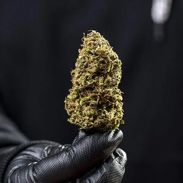 Haze Berry Automatic