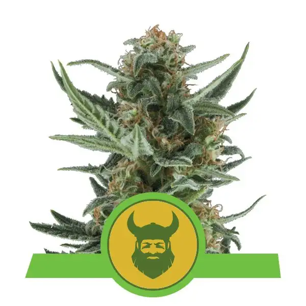 Royal Dwarf Auto