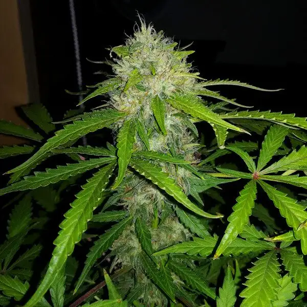 Royal Dwarf Auto