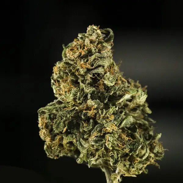 Royal Dwarf Auto
