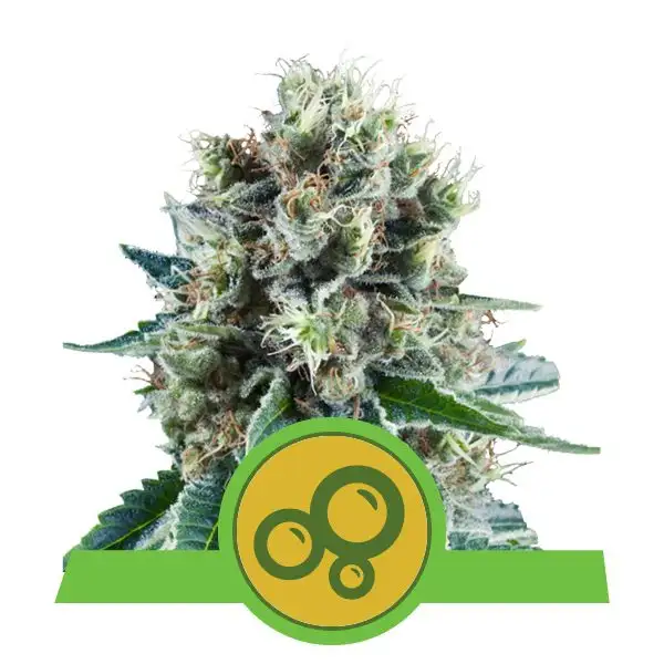 Bubble Kush Automatic – Legendarny Kush w Wydaniu Express