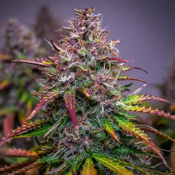 Bubble Kush Automatic – Legendarny Kush w Wydaniu Express