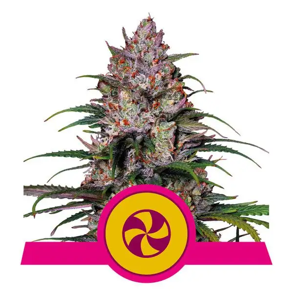 Sweet ZZ – Owocowy Majstersztyk od Royal Queen Seeds