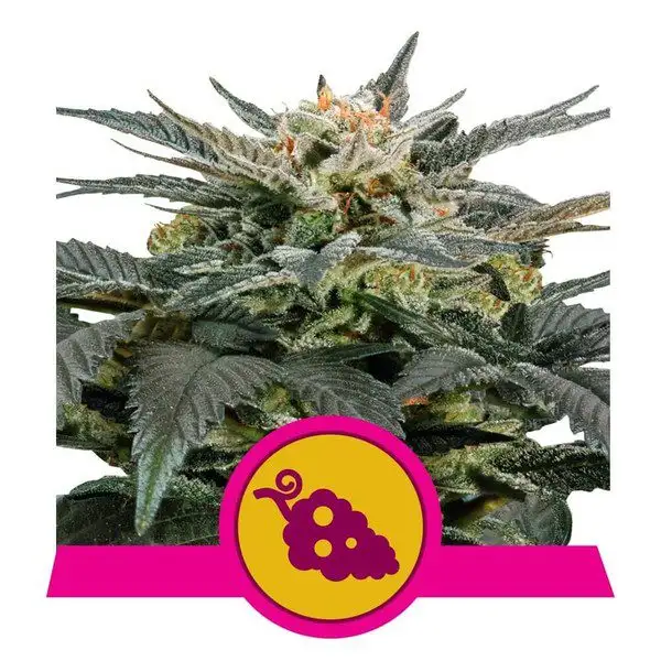 Fruit Spirit 18% THC 60% Sativa Feminizowane Royal Queen Seeds