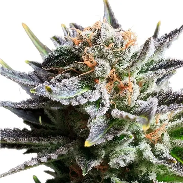 Fruit Spirit 18% THC 60% Sativa Feminizowane Royal Queen Seeds