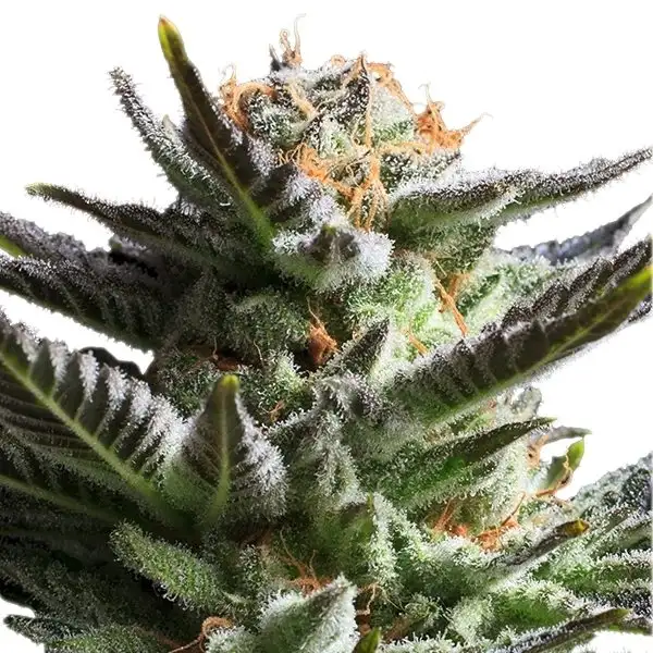 Fruit Spirit 18% THC 60% Sativa Feminizowane Royal Queen Seeds