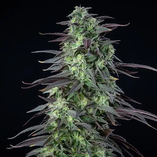 Skunk XL 17% THC 50% Sativa 50% Indica 8-9 Tyg Feminizowane Royal Queen Seeds