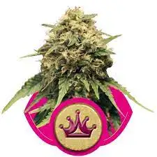Special Queen 1 18% THC 50% Sativa 50% Indica 8-9 Tyg Royal Queen Seeds