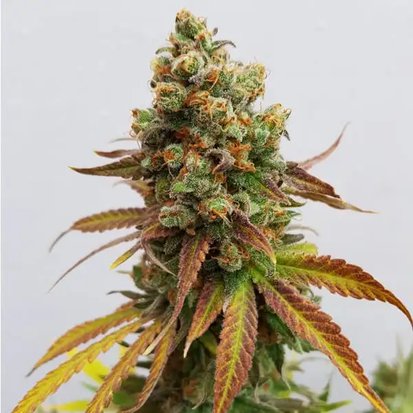 Special Queen 1 18% THC 50% Sativa 50% Indica 8-9 Tyg Royal Queen Seeds