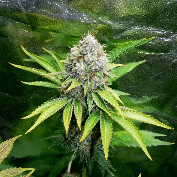 O.G. Kush 19% THC Indica 75/25 7-9 Tyg Royal Queen Seeds