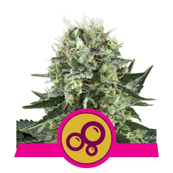 Bubble Kush – 19% THC do 600 g/m² | Royal Queen Seeds