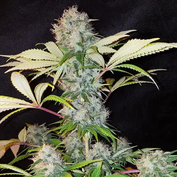 Bubble Kush – 19% THC do 600 g/m² | Royal Queen Seeds