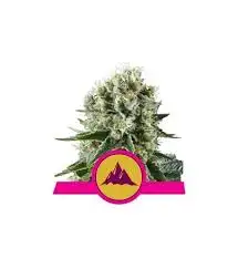 Critical Kush RQS – Nasiona Feminizowane 20% THC