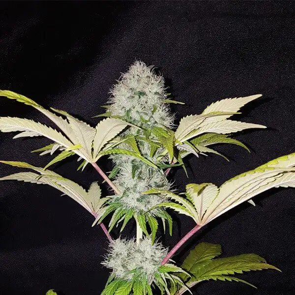 Critical Kush RQS – Nasiona Feminizowane 20% THC