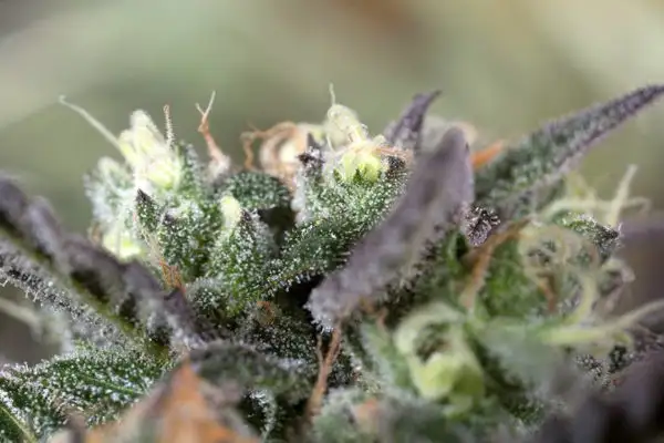 Blueberry Headband
