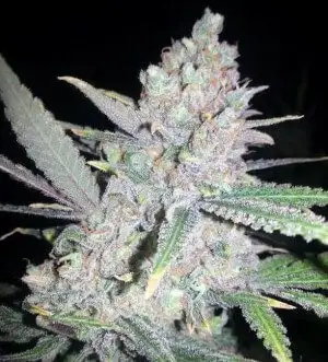 Cinnamon Buddha OG