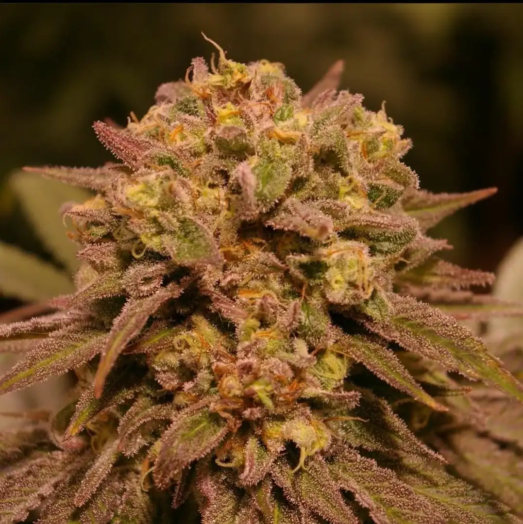 Concrete Jungle Zkittlez