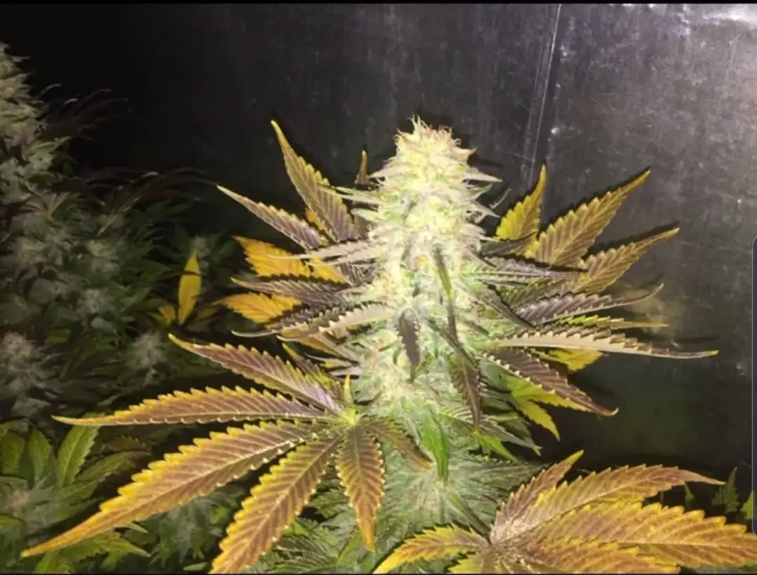 Concrete Jungle Zkittlez