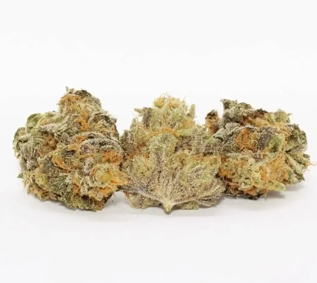 Concrete Jungle Zkittlez