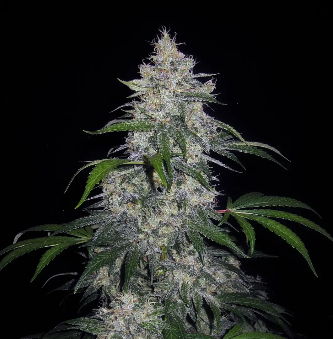 Mephisto Genetics Fantasmo Express Auto
