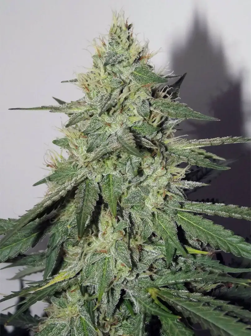 Mephisto Genetics Chemdogging Auto