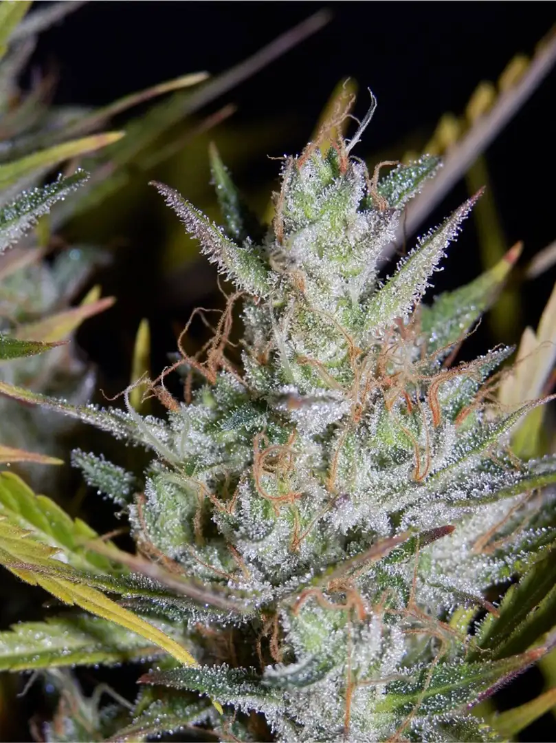 Mephisto Genetics Hubbabubbasmelloscope Auto