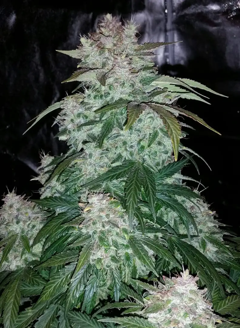 Mephisto Genetics S.O.D.K Auto