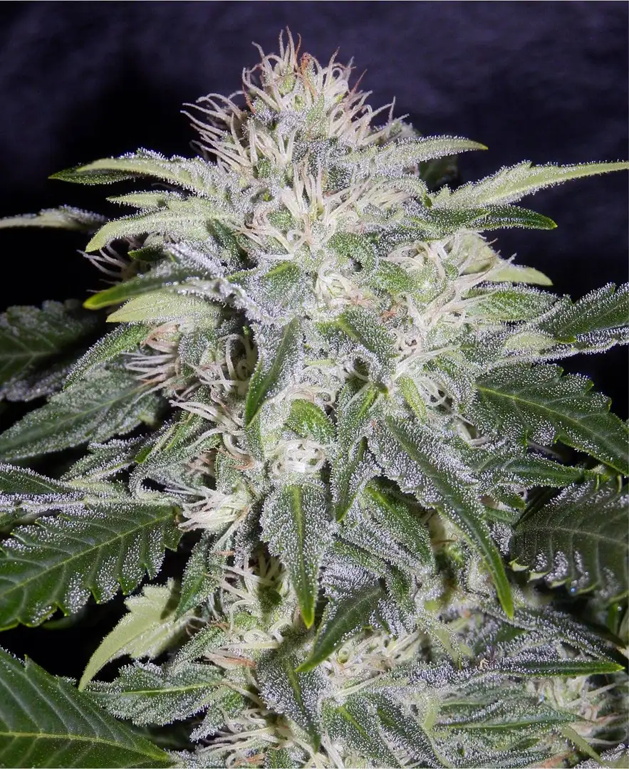 Mephisto Genetics 24 Carat Auto