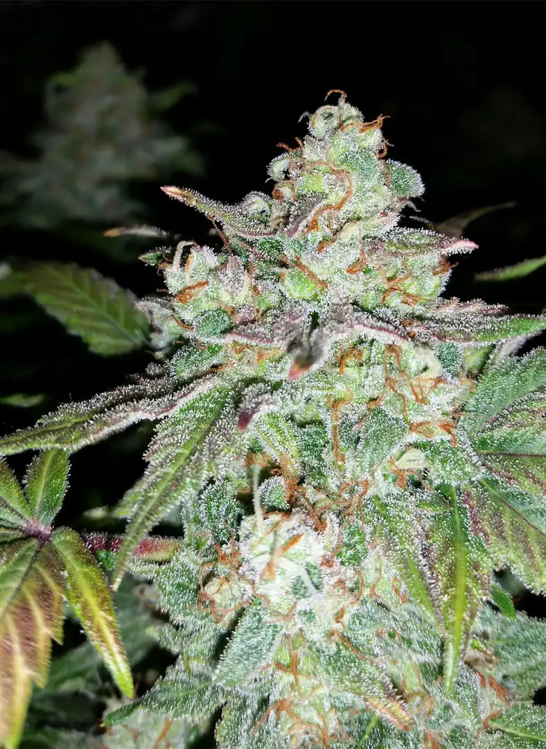 Mephisto Genetics Sour Crack Auto