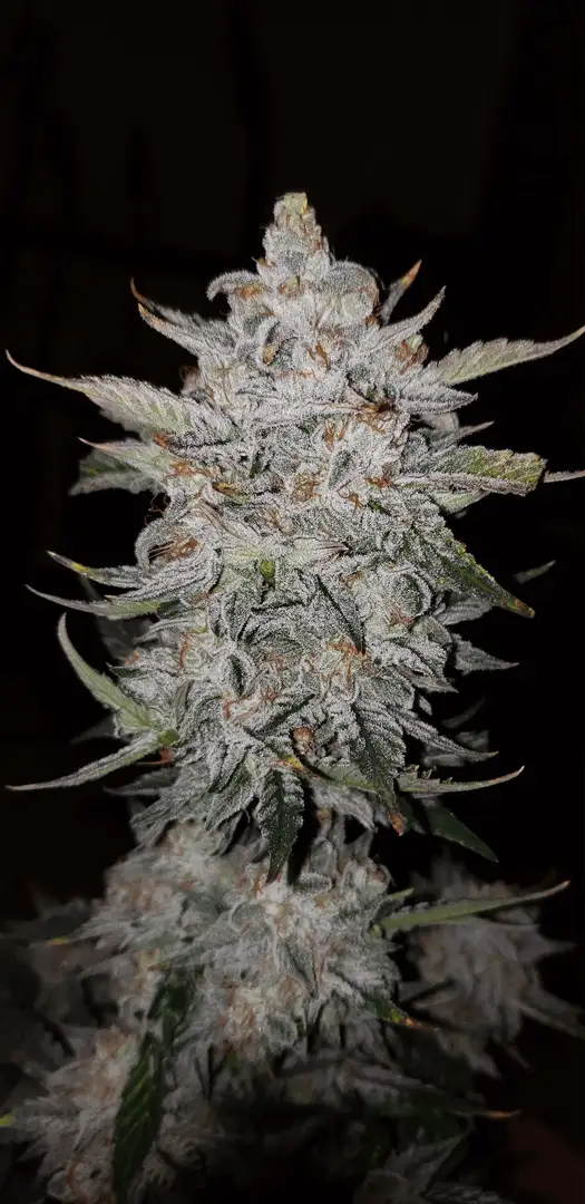Mephisto Genetics Forum Stomper Auto