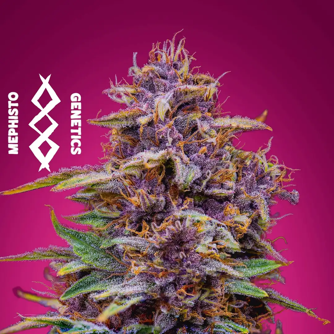 Mephisto Genetics Strawberry Nuggets Auto