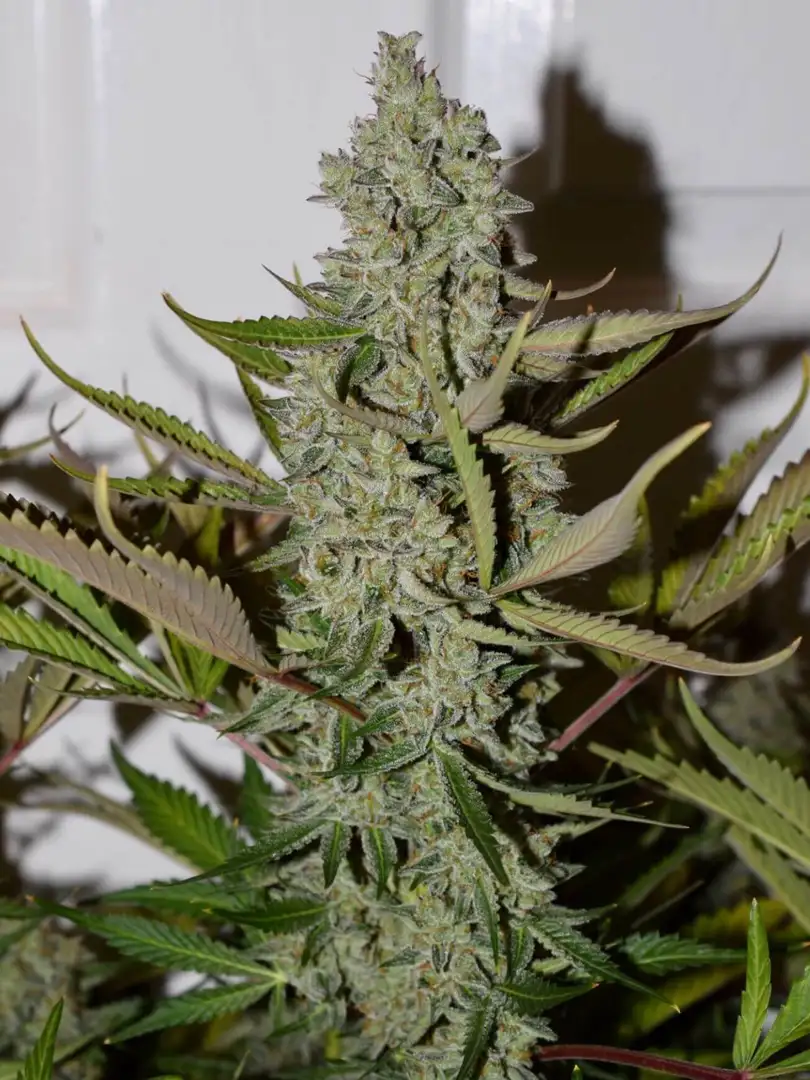 Mephisto Genetics Northern Cheese Haze Auto