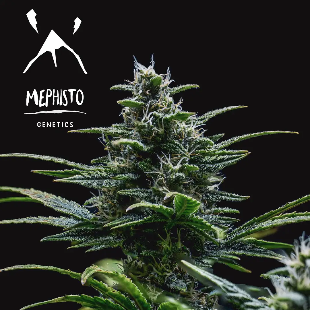 Mephisto Genetics Skywalker OG Auto