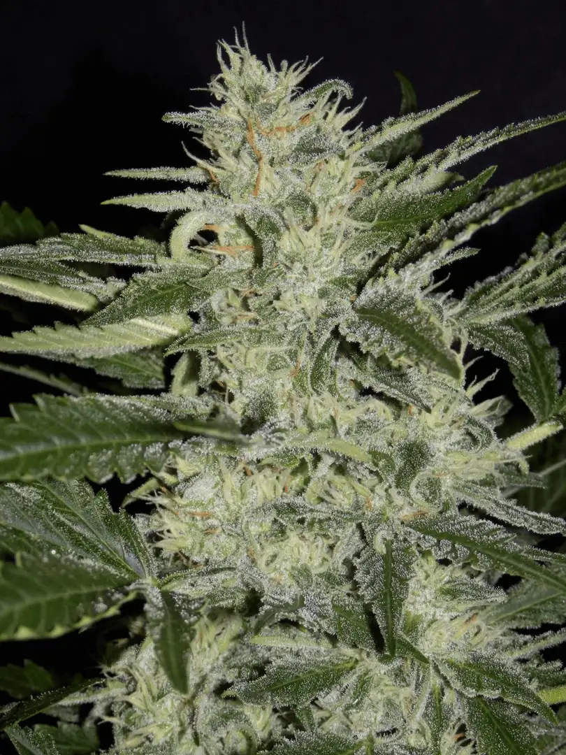 Mephisto Genetics White Crack Auto