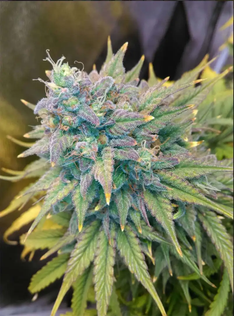 Mephisto Genetics Gold Glue Auto