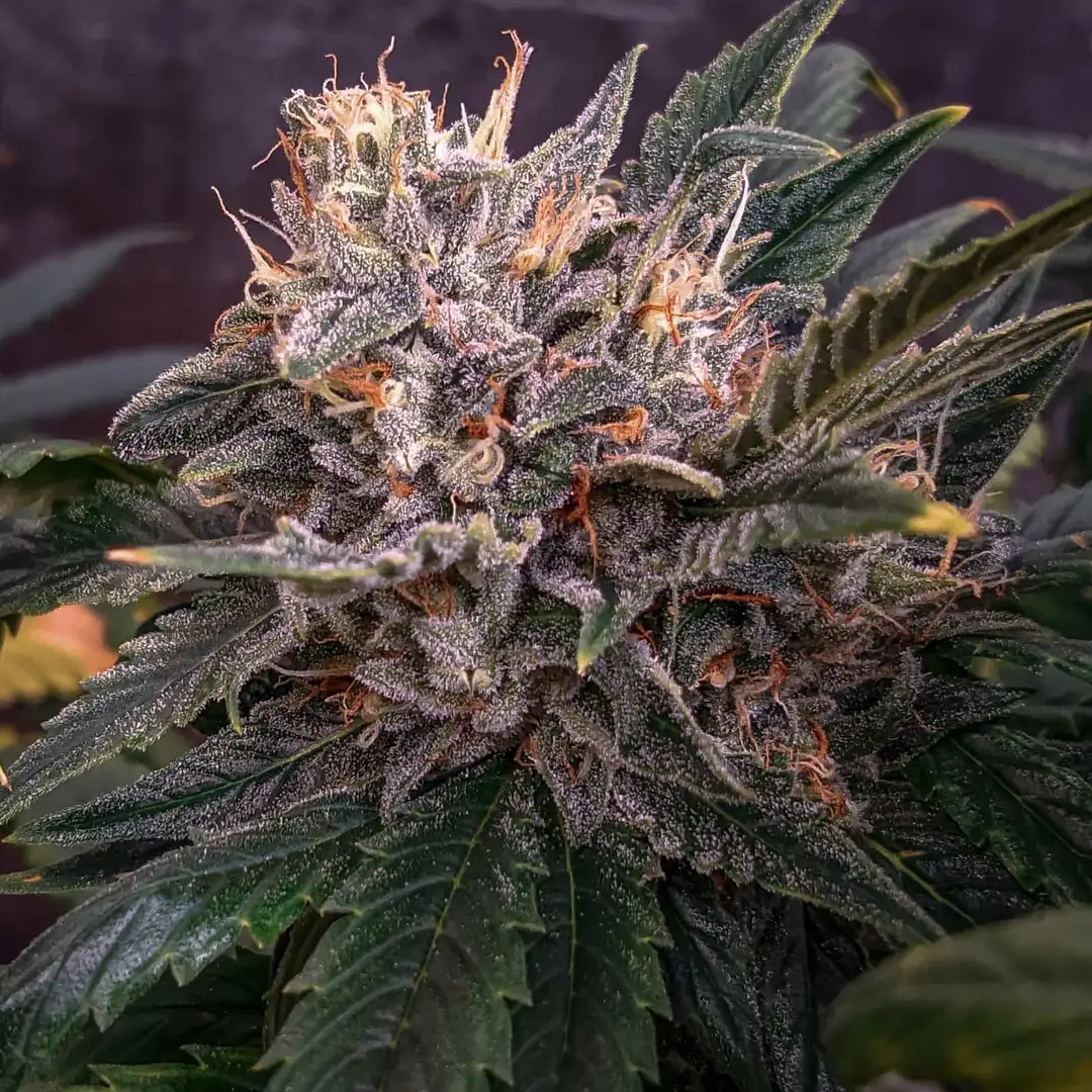 Mephisto Genetics Forgotten Cookies Auto