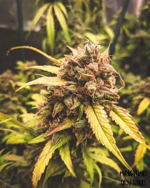 Mephisto Genetics Bear Assed Monkey Auto