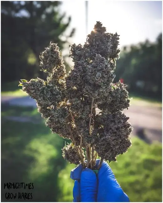 Mephisto Genetics Bear Assed Monkey Auto