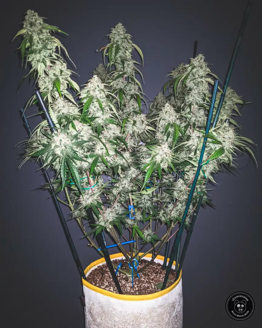 Mephisto Genetics Bear Assed Monkey Auto