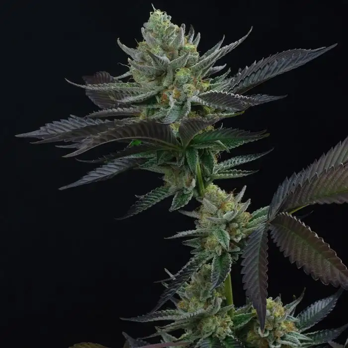 Capri Zun Perfect Tree Seeds