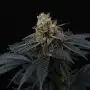 Pink Gasoline Perfect Tree Seeds