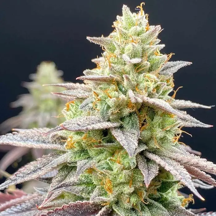 Perfect Triangle x Peach Ozz
