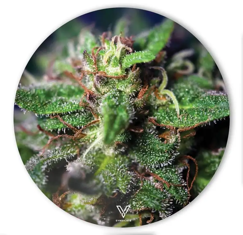 Silikonowa mata pod fajkę wodną Blue Dream