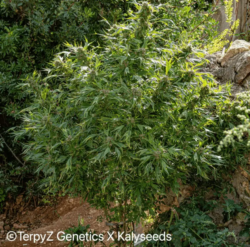 Terpyz Violetta SWAG Niefeminizowane