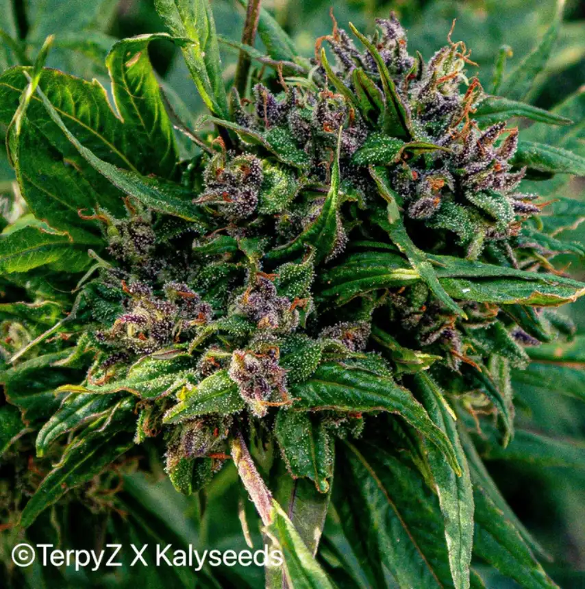 Terpyz Violetta SWAG Niefeminizowane