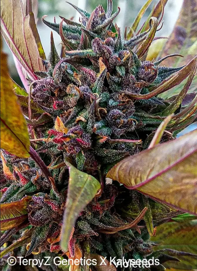 Terpyz Violetta SWAG Niefeminizowane